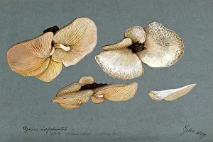 Portion Prints: A fungus (Agaricus subpalmatus?): groups of fruiting bodies on wood