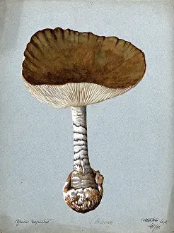 Edible Prints: A fungus (Amanita vaginata): one fruiting body, 1891. Creator: Unknown