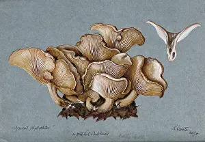 Cluster Prints: A fungus (Clitocybe phyllophila) growing on soil, 1898. Creator: Unknown