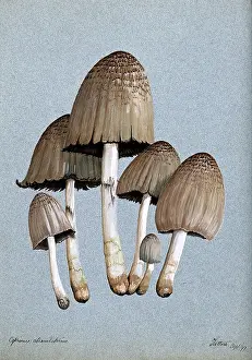 Reaction Prints: A fungus (Coprinus atramentarius): six fruiting bodies, 1897. Creator: Unknown