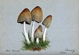 Edwin Prints: A fungus (Coprinus atramentarius): five fruiting bodies in grass