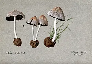 Edwin Prints: A fungus (Coprinus micaceus): four fruiting bodies, 1888. Creator: Edwin Wheeler