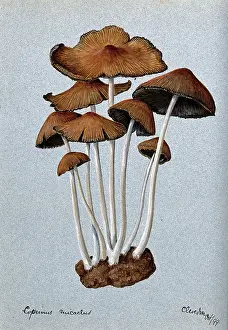 Edible Prints: A fungus (Coprinus micaceus): group of fruiting bodies, 1899. Creator: Unknown