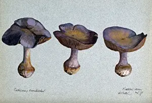 1893 Prints: A fungus (Cortinarius species): three fruiting bodies, 1893. Creator: R Baker