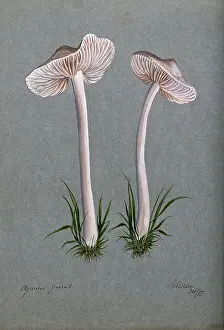 1885 Prints: A fungus (Mycena pura): two fruiting bodies, 1885. Creator: Unknown