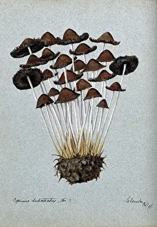 Enthusiasm Prints: A fungus (Panaeolus subbalteatus ?): group of fruiting bodies, 1896. Creator: Unknown