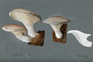 Mycology Prints: A fungus (Pleurotus dryinus): three fruiting bodies, 1896. Creator: Unknown