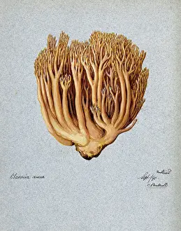 Edible Prints: A fungus (Ramaria aurea): fruiting body, 1890. Creator: C Bucknall