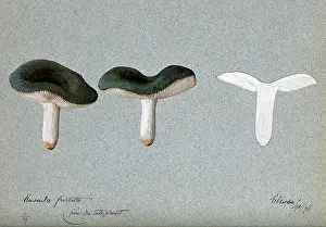 Cross Section Prints: A fungus (Russula species): three fruiting bodies, one sectioned, 1896. Creator: Unknown