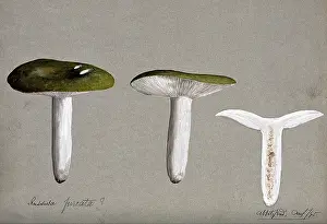 Cross Section Prints: A fungus (Russula species): three fruiting bodies, one sectioned, 1895. Creator: Unknown