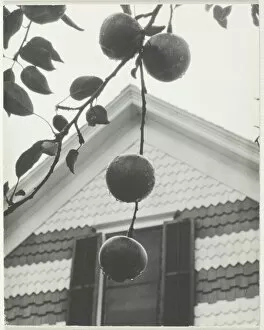 Back Yard Gallery: Gable and Apples, 1922. Creator: Alfred Stieglitz