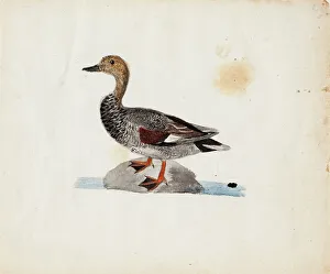 Wright Ferdinand Von Prints: Gadwall, 1830-1831. Creator: Ferdinand von Wright