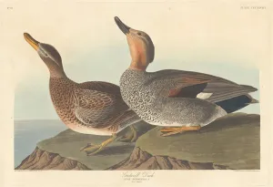 Gadwall Duck, 1836. Creator: Robert Havell