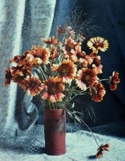 Aster Prints: Gaillardias, 1918. Creator: Robert Walrond