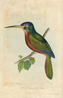Stevens Prints: Galbula cyanicollis. Cassin, 1850s. Creators: John T. Bowen, William E. Hitchcock