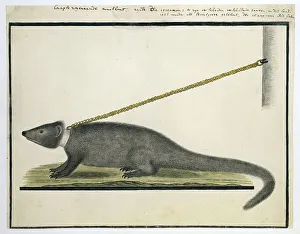 Watercolor Paint Prints: Galerella pulverulenta or Herpestes pulverulentus (Cape gray mongoose)