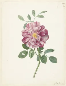 Thorn Prints: Gallic Rose (Rosa gallica L. Versicolor'), c.1686-c.1692. Creator: Pieter Withoos