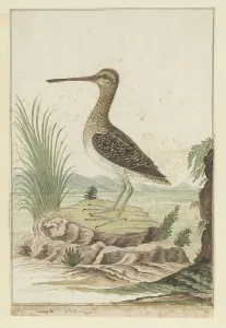 Snipe Prints: Gallinago nigripennis (African snipe), 1777-1786. Creator: Robert Jacob Gordon