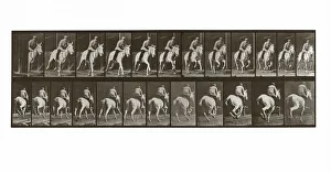 Galloping Horse with Rider, Plate 635 from Animal Locomotion, 1887 (photograph)