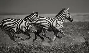 Viet Chu Gallery: Galloping Zebras. Creator: Viet Chu