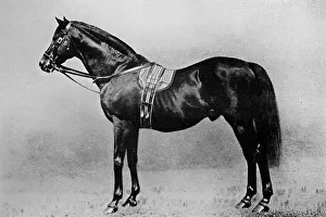 Stallion Prints: Galopin, 1872-1899, (1911)