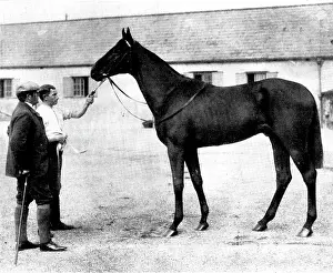 Stable Prints: 'Galtee More, ' bought by the Russian government for £21