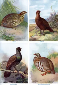 Penrose Prints: Game birds from Harmsworth Natural History, 1910 (1911-1912). Artist: Richard Lydekker