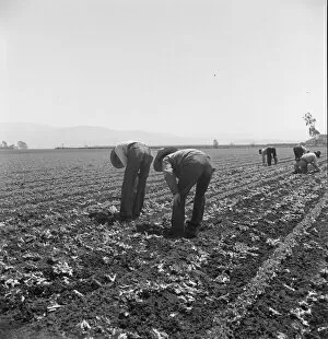 Bending Forwards Gallery: Gang of Filipino boys thinning lettuce, Salinas Valley, California, 1939. Creator: Dorothea Lange