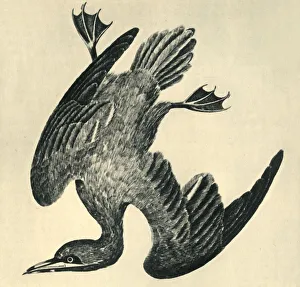 Gannet, 1799, (1946). Creator: Moses Griffiths