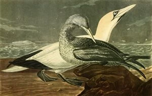 Audubon Gallery: Gannets, 1836, (1942). Creator: John James Audubon