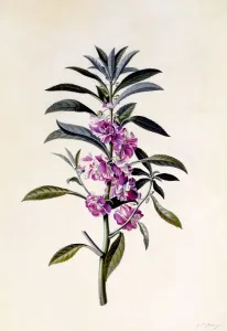 Garden Balsam (Impatiens Balsamina), c. 1746 (hand coloured engraving)