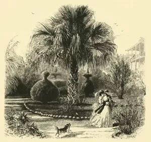 A Garden in Charleston, 1872. Creator: John J. Harley