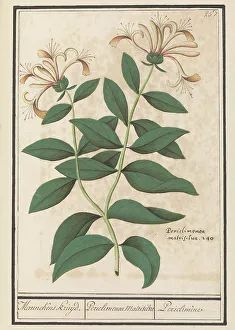 Honeysuckle Prints: Garden or common honeysuckle (Lonicera caprifolium)