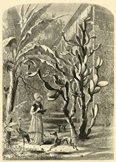 Back Yard Gallery: A Garden in Florida, 1872. Creator: John J. Harley