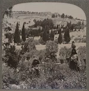 Garden of Gethsemane and Mount of Olives from Greek Gardens, c1900