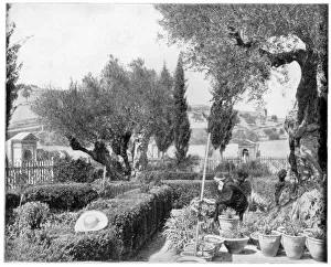 Olive Trees Prints: The Garden of Gethsemane, Palestine, late 19th century. Artist: John L Stoddard