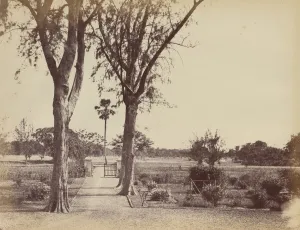 Hill Captain R B Prints: Garden in Indigo Districts, 1850s. Creator: Captain R. B. Hill