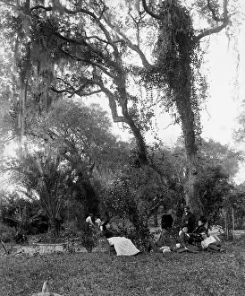 Garden near Daytona, between 1880 and 1897. Creator: William H. Jackson
