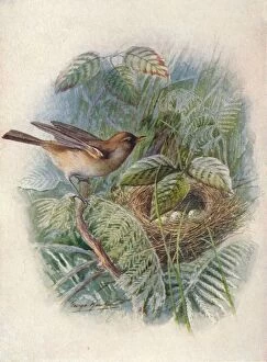 Nesting Gallery: Garden-Warbler - Syl via horten sis, c1910, (1910). Artist: George James Rankin
