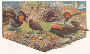 Muckley Prints: Gardener Bower Birds, 1911, (1911). Artist: Louis Fairfax Muckley