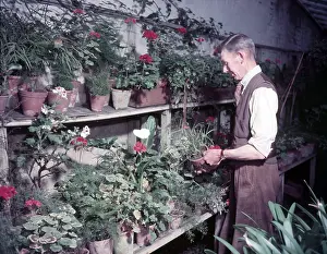Monmouthshire Prints: Gardener in hothouse, Monmouth, c1955. Creator: Arthur Charles Kirby Ware