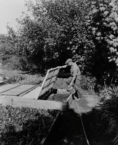 Water Can Prints: Gardener watering cold frame plants