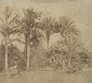 Uttar Pradesh Gallery: [Gardens, Government House, Allahabad], 1858. Creator: John Constantine Stanley