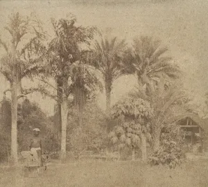 John Constantine Prints: [Gardens, Government House, Allahabad], 1858. Creator: John Constantine Stanley