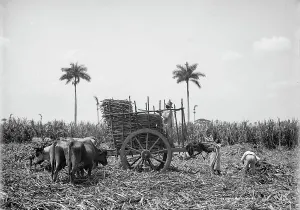 Sugarcane Prints: Gathering cane on a Cuban sugar plantation, between 1900 and 1906. Creator: Unknown