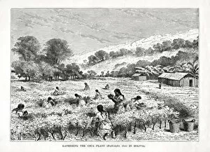 Drug Gallery: Gathering the Coca Plant (Erythroxylum coca) in Bolivia, 1877