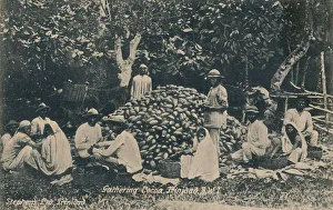 Gathering Cocoa, Trinidad, B. W. I. early 20th century. Creator: Unknown