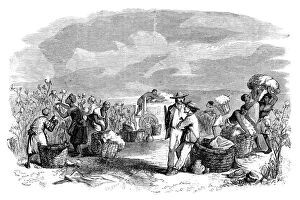 Cotton Plantation Gallery: Gathering cotton in a cotton plantation, c1895