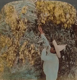 Underwood Gallery: Gathering luscious fruit from a heavily laden mango tree, Cuernavaca, Mexico, 1907