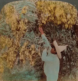 Gathering luscious fruit from a heavily laden mango tree, Cuernavaca, Mexico, 1907 Gathering luscious fruit from a heavily laden mango tree, Cuernavaca, Mexico, 1907